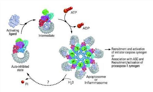 >科学网柴继杰、施一公教授综述:凋亡复合体与炎症复合体 | nsr