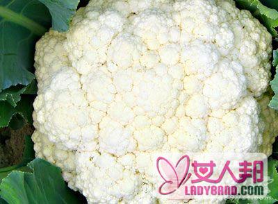 >白花菜的功效与作用 白花菜富含氨基酸和钙
