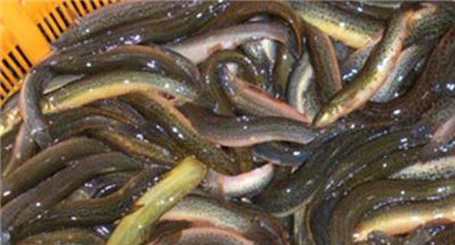 【泥鳅汤的作用】泥鳅汤的营养价值 常喝泥鳅汤的好处
