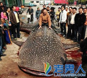 >盘点全球人类捕获的巨型大鱼