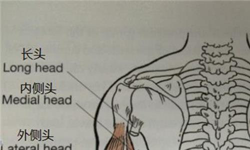 肱二头肌外侧头训练 肱二头肌外侧头的训练方法