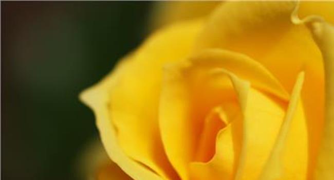 【送黄玫瑰代表什么】宁夏银川:3000余名“城市黄玫瑰”共享暖心午餐