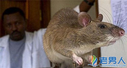 英国爆发2亿老鼠 体长60公分猫也害怕