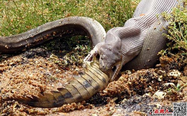 >澳洲巨蟒绞杀2米长鳄鱼整个吞下全过程【图】