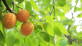 猕猴桃和杏能一起吃吗?猕猴桃和杏一起吃好吗