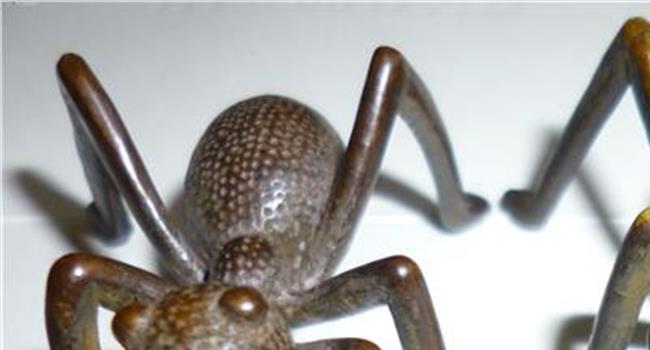 【家里出现大蚂蚁】大蚂蚁成新“宠物”! 海外品种“偷渡”入境
