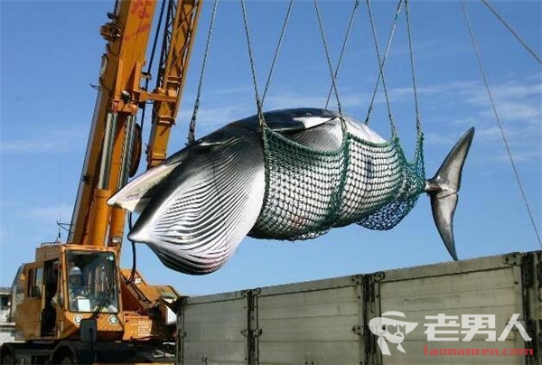 日本将重启商业捕鲸 为何日本人还是爱捕鲸