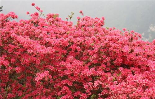 杜鹃什么时候开 杜鹃花什么时候开 杜鹃花一年开几次