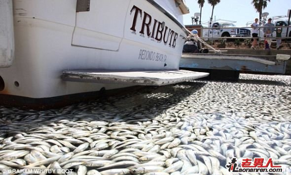 >美国加利福尼亚雷东多海滩数百万鱼集体死亡【组图】