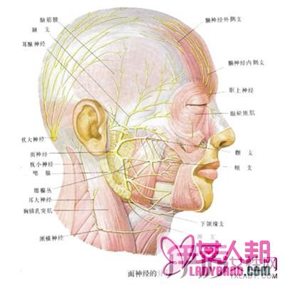 >教你认识5大神经痛症状 规律生活节奏是关键