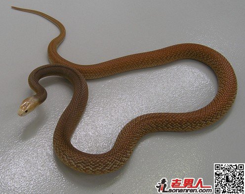 世界十大最恐怖毒蛇【图】