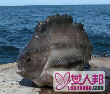 >【海参斑鱼的做法】海参斑鱼的家常做法