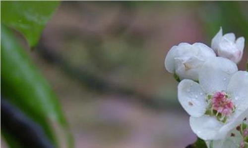 梨花带雨下一句 杨幂录节目吓哭 梨花带雨让人心动