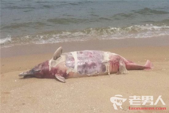 >香港海滩现海豚尸体 死亡海豚是“怀孕妈妈”