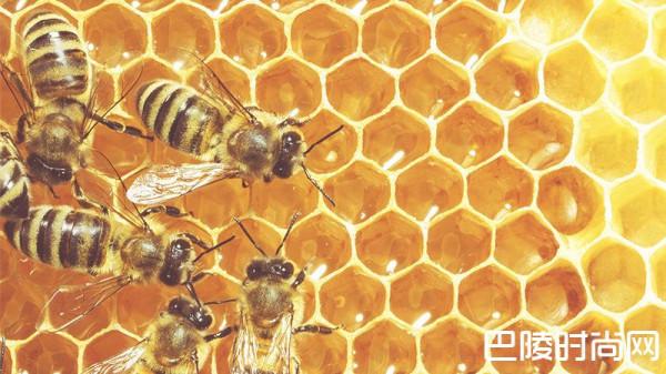 生物动力葡萄园，与蜜蜂的不解之缘