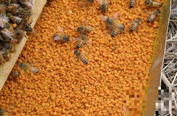 >蜂花粉的作用与功效_蜂花粉怎么吃介绍！推荐分类