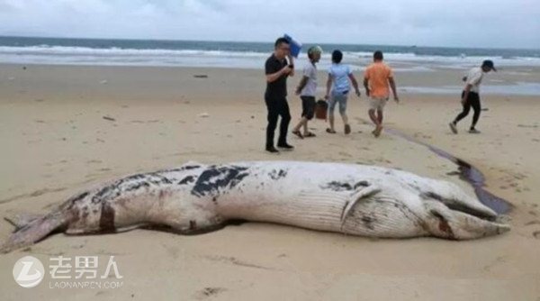 东山岛金銮湾海域惊现一条须鲸尸体 体长4米多