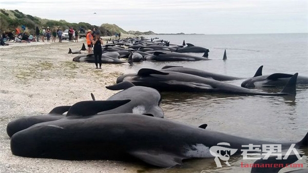 150多头鲸鱼在西澳海滩搁浅 背后真相是什么