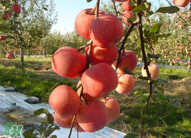 >面苹果和脆苹果有什么区别？面苹果和脆苹果哪个营养大？
