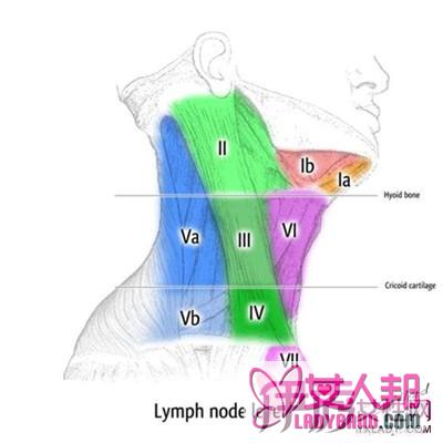 颈部淋巴结分区示意图   每个分区分别有什么作用？