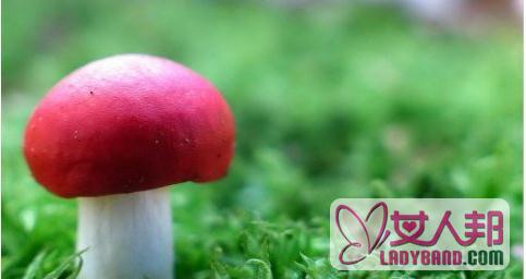 红菇的营养价值与功效