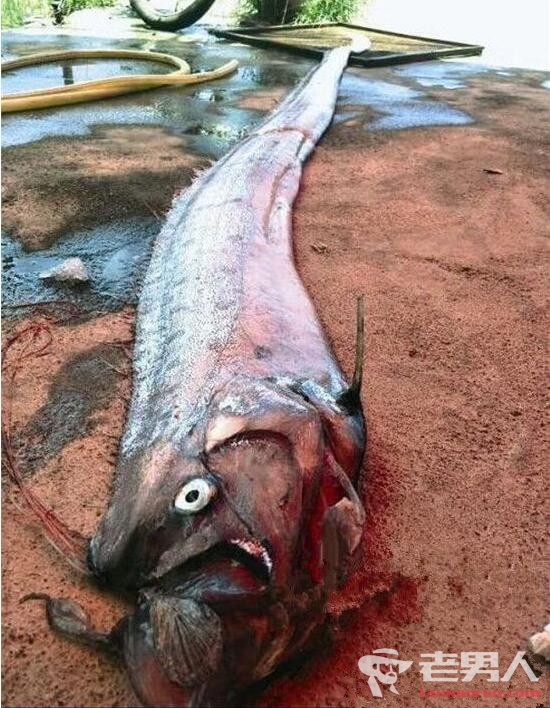 福建出现超大怪鱼 体长3米5长相恐怖怪异