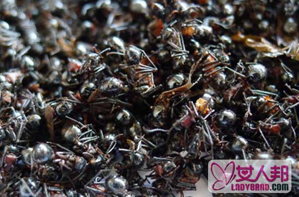 黑蚂蚁的营养价值与功效 吃黑蚂蚁的好处