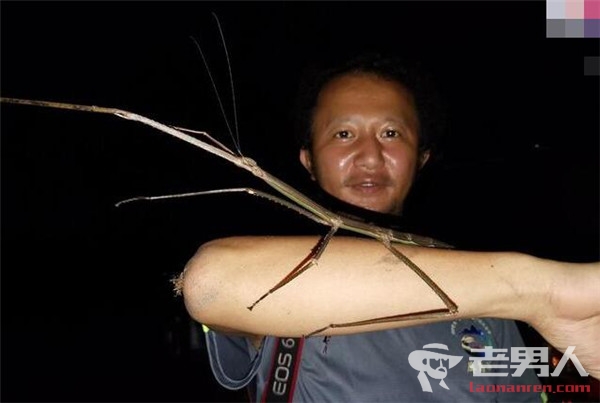 55厘米长巨竹节虫 将是中国第二长的竹节虫种类