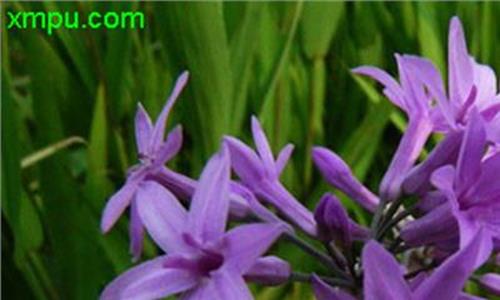 >紫娇花有毒吗 紫娇花的养殖方法和繁殖方式
