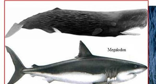 【海底小纵队与大王乌贼】大王乌贼 与抹香鲸搏杀的深海巨怪(体长80米)
