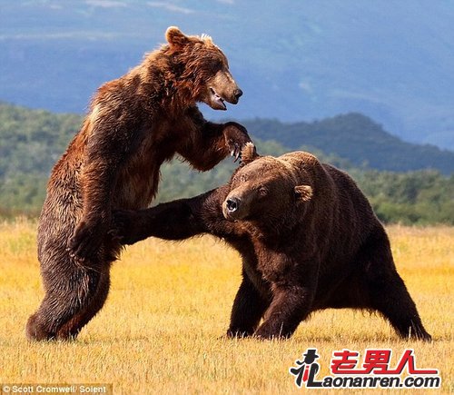 抓拍两头棕熊恶斗 场面罕见惊险壮观【组图】