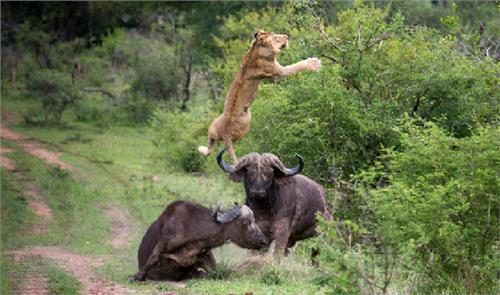 【动物世界狮子和水牛】11头狮子围攻1头水牛最后还让水牛逃脱