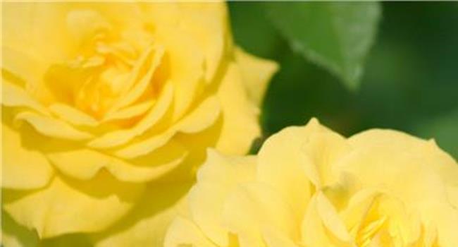 【黄玫瑰代表什么意思】主旋律英模题材影片《黄玫瑰》在沈阳举行首映式