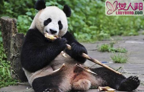 大熊猫盼盼生日 它熊猫中的超级明星（图）