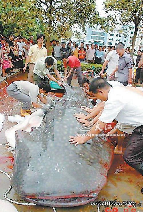 >网传江西一水库发现巨型食人鱼[图]