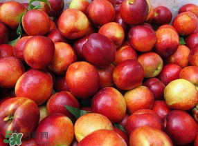 油桃和苹果能一起吃吗？吃完苹果可以吃油桃吗？