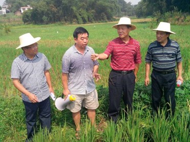 张跃进首席专家 农业部首席植保专家到江安督查再生稻病虫害防治工作