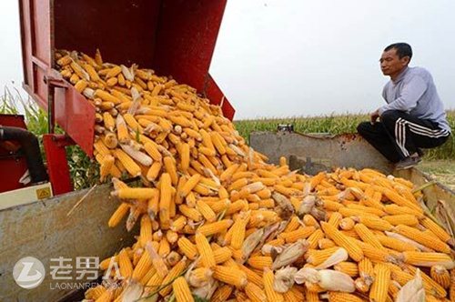 我国玉米收储制度改革顺利 农民秋收有保障