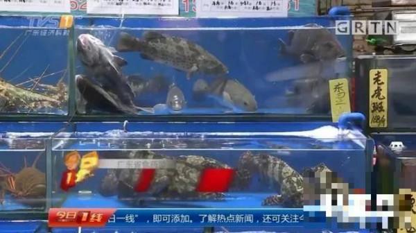 广东省食药监局: 小心雪卡毒素 尽量别吃1.5公斤以上的深海鱼