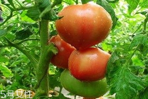 >树番茄怎么种 树番茄的生长条件