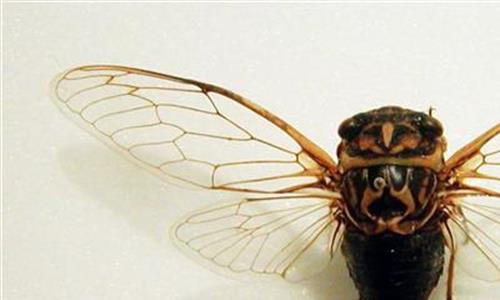 昆虫标本制作过程 昆虫标本爱好者倡“自然教育”引民众“一物观世界”