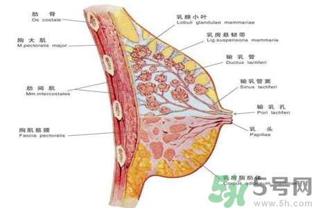 >乳腺增生可以怀孕吗？如何预防乳腺增生？