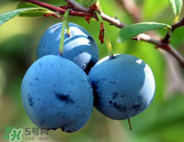 野生蓝莓多少钱一斤？野生蓝莓多少钱一箱？
