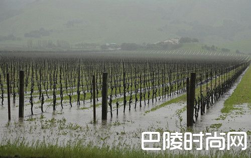 >美国加州干涸的葡萄园在雨中狂欢