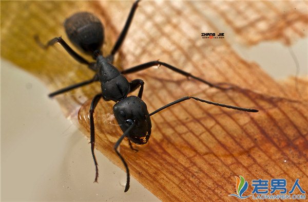 >黑蚂蚁能治男性阳痿吗 有什么功效与作用