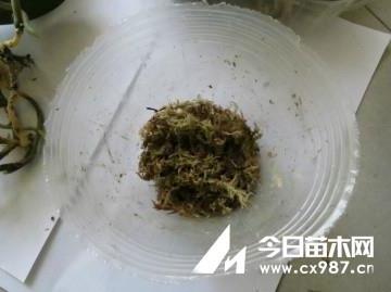 蝴蝶兰怎么换水苔土?