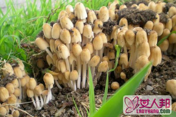 杨树蘑菇的营养价值 吃杨树蘑菇的好处