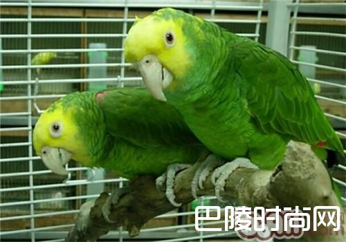 双黄头亚马逊鹦鹉价格及智商 双黄头亚马逊鹦鹉好养吗多少钱一只