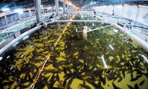 >水培植物对循环水养鱼系统的水质净化研究 pdf