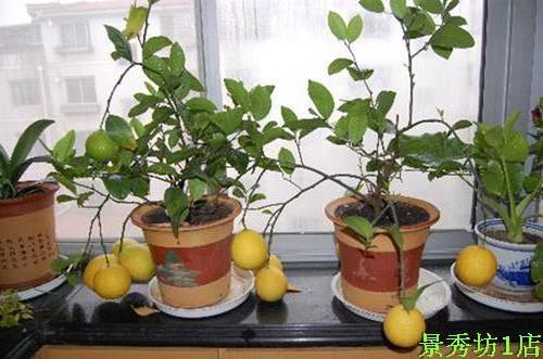 >盆栽柠檬树如何授粉结果